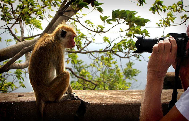 Paparazzi updates